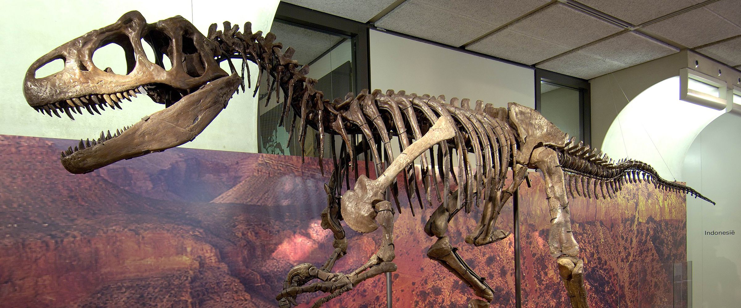 Het Allosaurusfossiel in een vroegere opstelling